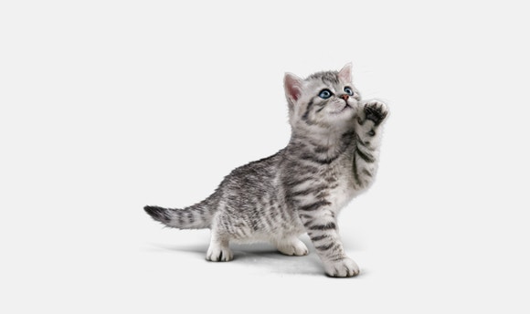 kitten