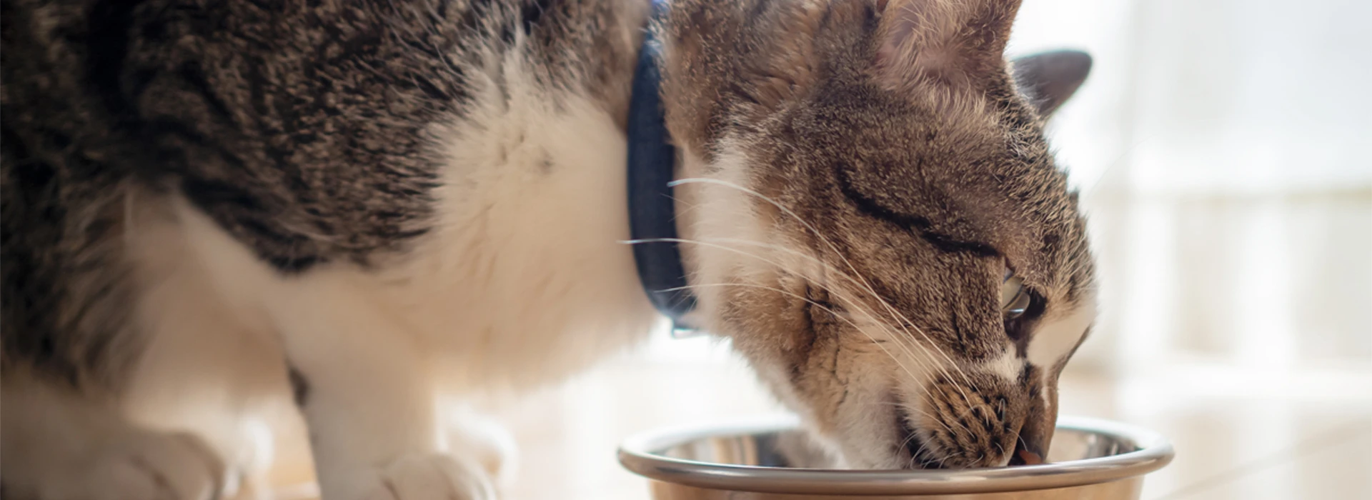 alimentation-du-chat-dinterieur_15.png